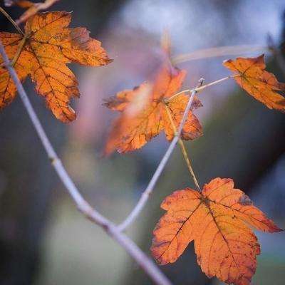 im电竞官方官网app下载